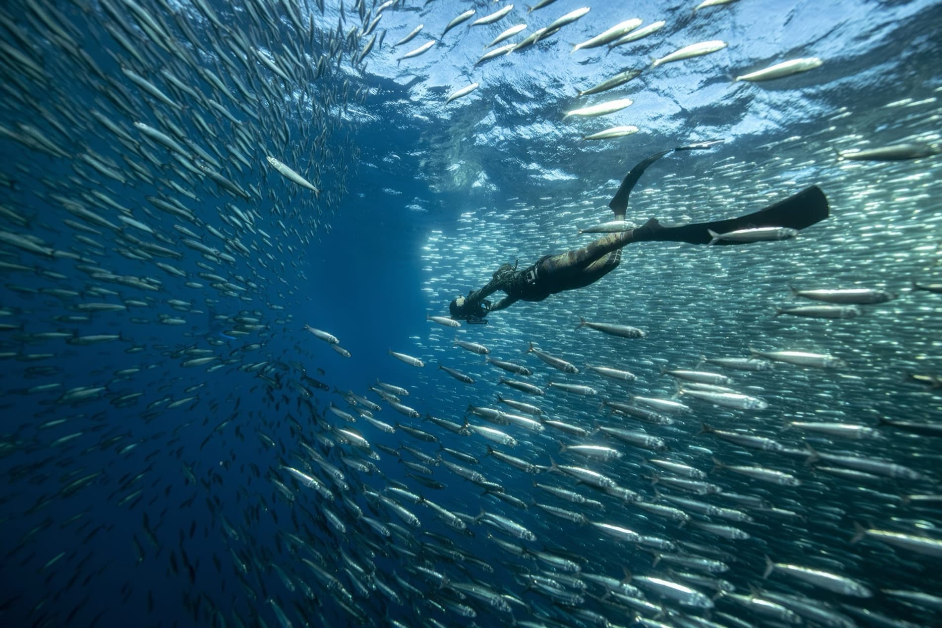 Apnéiste glissant au cœur d'un banc de sardines