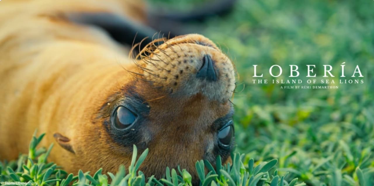 Loberia, the island of sea lions