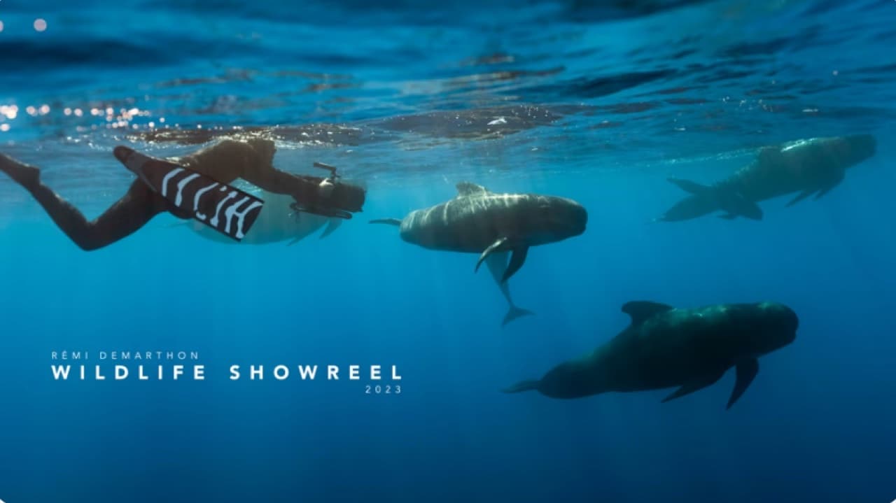 Wildlife Showreel